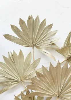 Bundle Of 5 Afloral Natural Sun Palms - 14-20