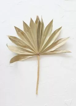 Bundle Of 5 Afloral Natural Sun Palms - 14-20"