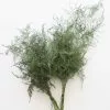 Afloral Preserved Asparagus Plumosus Foliage - 12-28" Dried Flowers