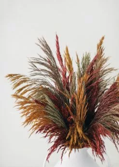 Afloral Dried Flowers Preserved Burgundy Plume Reed Grass - 36-40