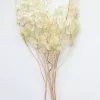 Afloral Dried Flowers Natural Coastal Dried Lunaria Flowers - 24-34"