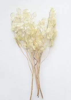 Afloral Dried Flowers Natural Coastal Dried Lunaria Flowers - 24-34"