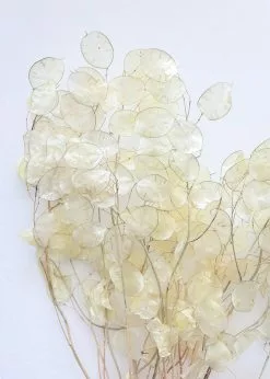 Afloral Dried Flowers Natural Coastal Dried Lunaria Flowers - 24-34"
