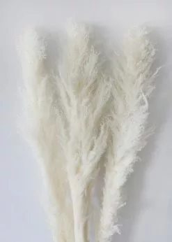 Afloral Bundle Of 3 Bleached Pampas Grass - 40-48"
