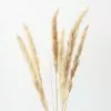 Afloral Bundle Of 6 Smooth Tan Pampas Grass - 25-30"