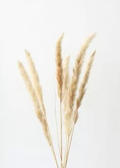 Afloral Bundle Of 6 Smooth Tan Pampas Grass - 25-30"