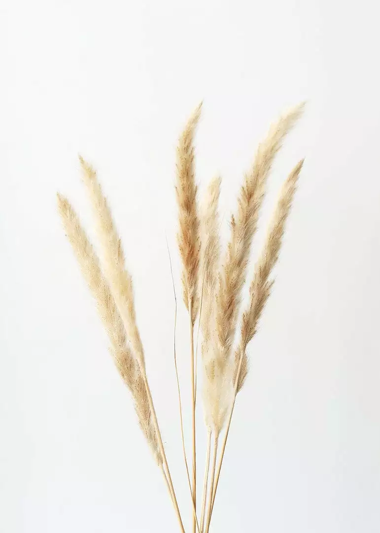 Afloral Bundle Of 6 Smooth Tan Pampas Grass - 25-30"