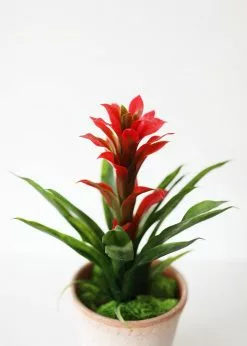 Afloral Indoor/Outdoor Tropical Bromeliad Plant - 14