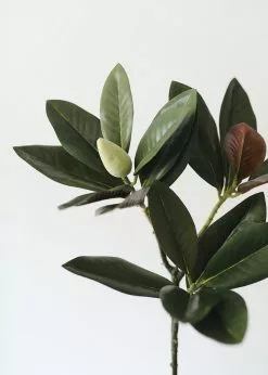 Afloral Artificial Magnolia Leaf - 34.5"