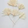 Afloral Bundle Of 5 Bleached Sun Palms - 14-20" Dried Flowers