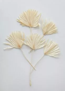Afloral Bundle Of 5 Bleached Sun Palms - 14-20" Dried Flowers