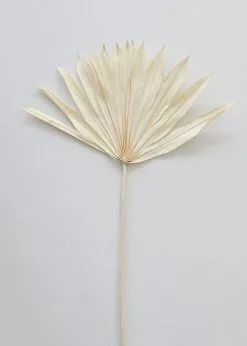 Afloral Bundle Of 5 Bleached Sun Palms - 14-20" Dried Flowers