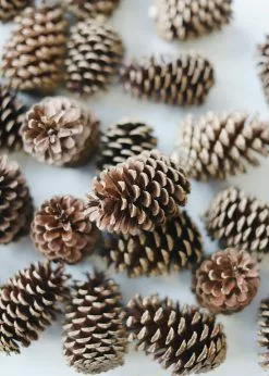 Afloral Dried Flowers Box Of 100 Natural Pine Cones - 3-5