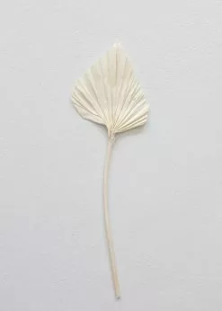 Afloral Dried Flowers Bundle Of 5 Cream Bleached Palm Spears - 15-22