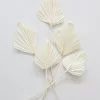 Afloral Dried Flowers Bundle Of 5 Cream Bleached Palm Spears - 15-22"