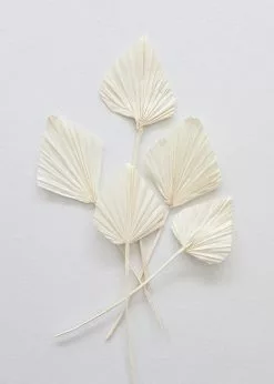 Afloral Dried Flowers Bundle Of 5 Cream Bleached Palm Spears - 15-22"