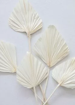 Afloral Dried Flowers Bundle Of 5 Cream Bleached Palm Spears - 15-22
