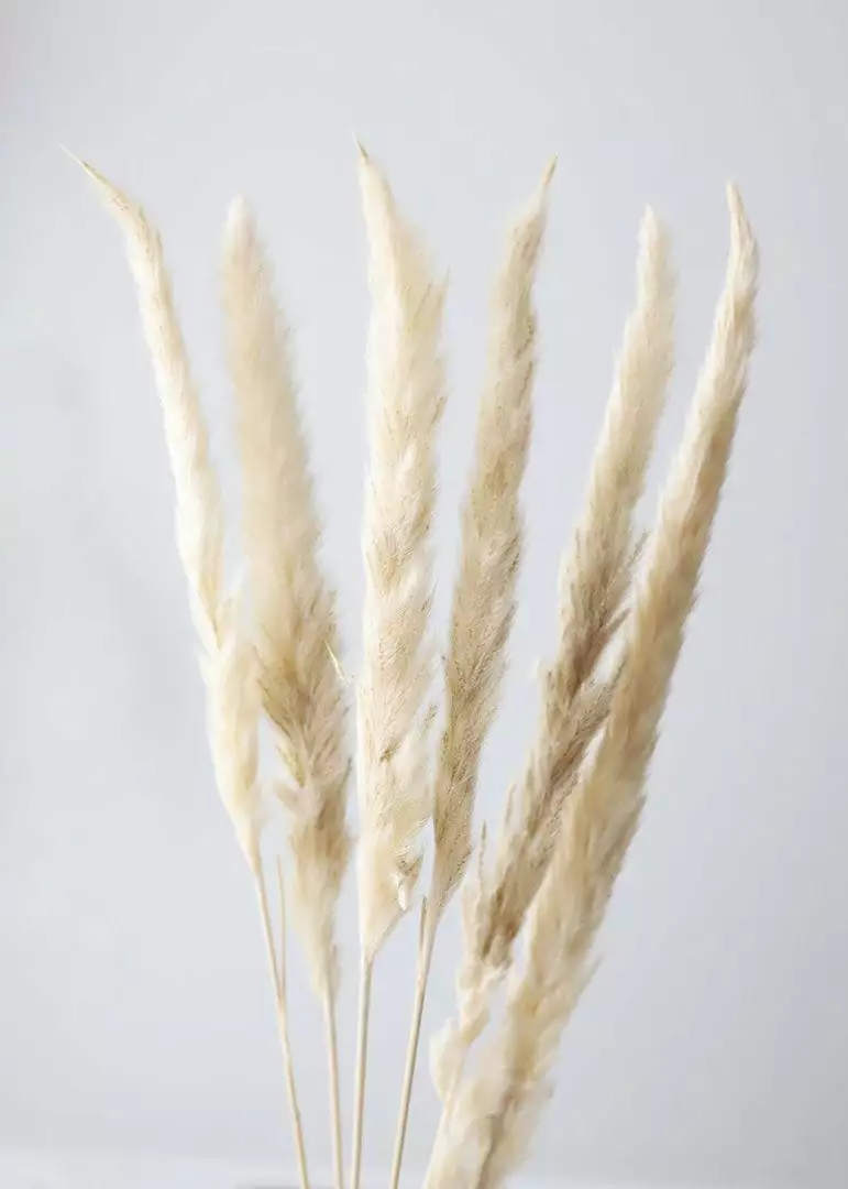 Afloral Bundle Of 6 Smooth Tan Pampas Grass - 25-30"