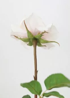 Afloral Real Touch Dutchess Rose In Pale Pink - 20