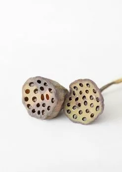 Afloral Bundle Of 2 Dried Lotus Pods - 25-28