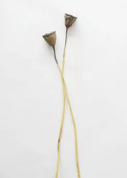 Afloral Bundle Of 2 Dried Lotus Pods - 25-28"