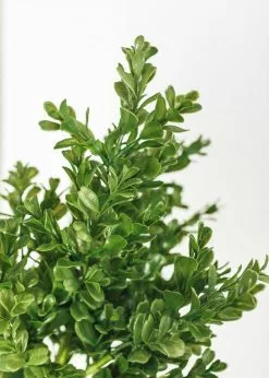 Afloral Artificial Plants Artificial Indoor/Outdoor Boxwood Plant - 15"