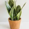 Afloral Artificial Plants Fake Snake Plant In Terracotta Pot - 14"