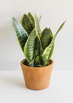 Afloral Artificial Plants Fake Snake Plant In Terracotta Pot - 14"