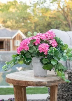 Afloral UV Protected Artificial Geranium Leaves Plant - 21