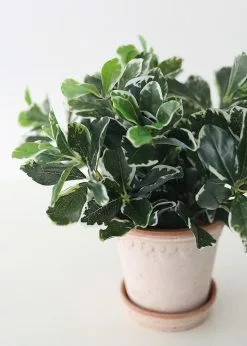 Afloral UV Protected Indoor/Outdoor Baby Schefflera Plant - 16.5