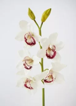 Afloral Cream Burgundy Faux Cymbidium Orchid - 31