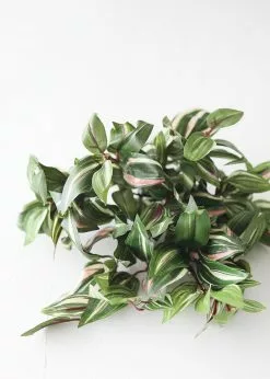 Afloral Artificial Plants Small Variegated Wandering Jew Plant - 12"
