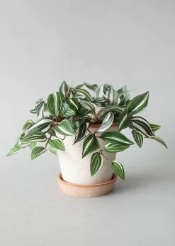 Afloral.com Bergs Handmade Clay Pot With Drainage - 6.5"