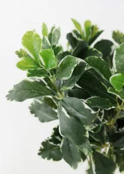 Afloral UV Protected Indoor/Outdoor Baby Schefflera Plant - 16.5" Artificial Plants