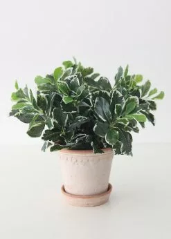 Afloral UV Protected Indoor/Outdoor Baby Schefflera Plant - 16.5