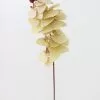 Afloral Beige Fake Phalaenopsis Orchid Flowers - 30" Artificial Flowers
