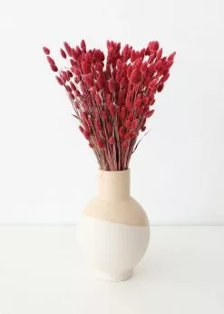 Afloral.com Dried Phalaris Grass In Berry - 20-28