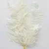 Afloral Dried Flowers Bundle Of 10 Bleached Preserved Ferns - 16-20"