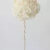 Afloral Large Petal Preserved Hydrangea In Cream - 22-24"