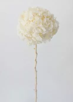 Afloral Large Petal Preserved Hydrangea In Cream - 22-24"