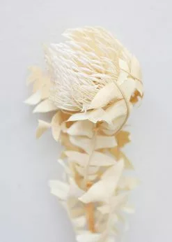 Afloral Single Dried Banksia In Cream - 16-18" Dried Flowers