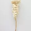 Afloral Single Dried Banksia In Cream - 16-18" Dried Flowers