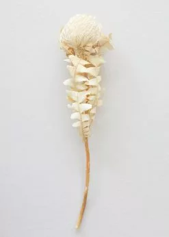 Afloral Single Dried Banksia In Cream - 16-18" Dried Flowers