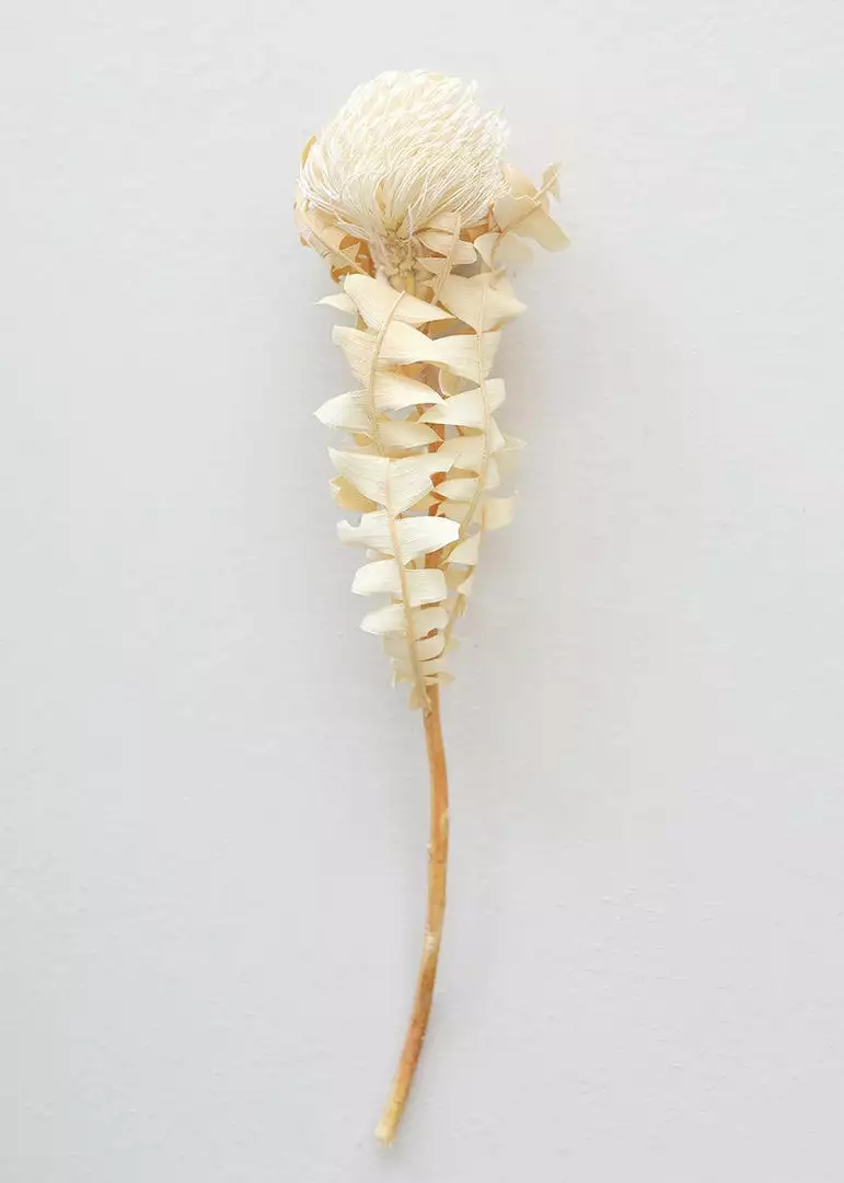 Afloral Single Dried Banksia In Cream - 16-18" Dried Flowers