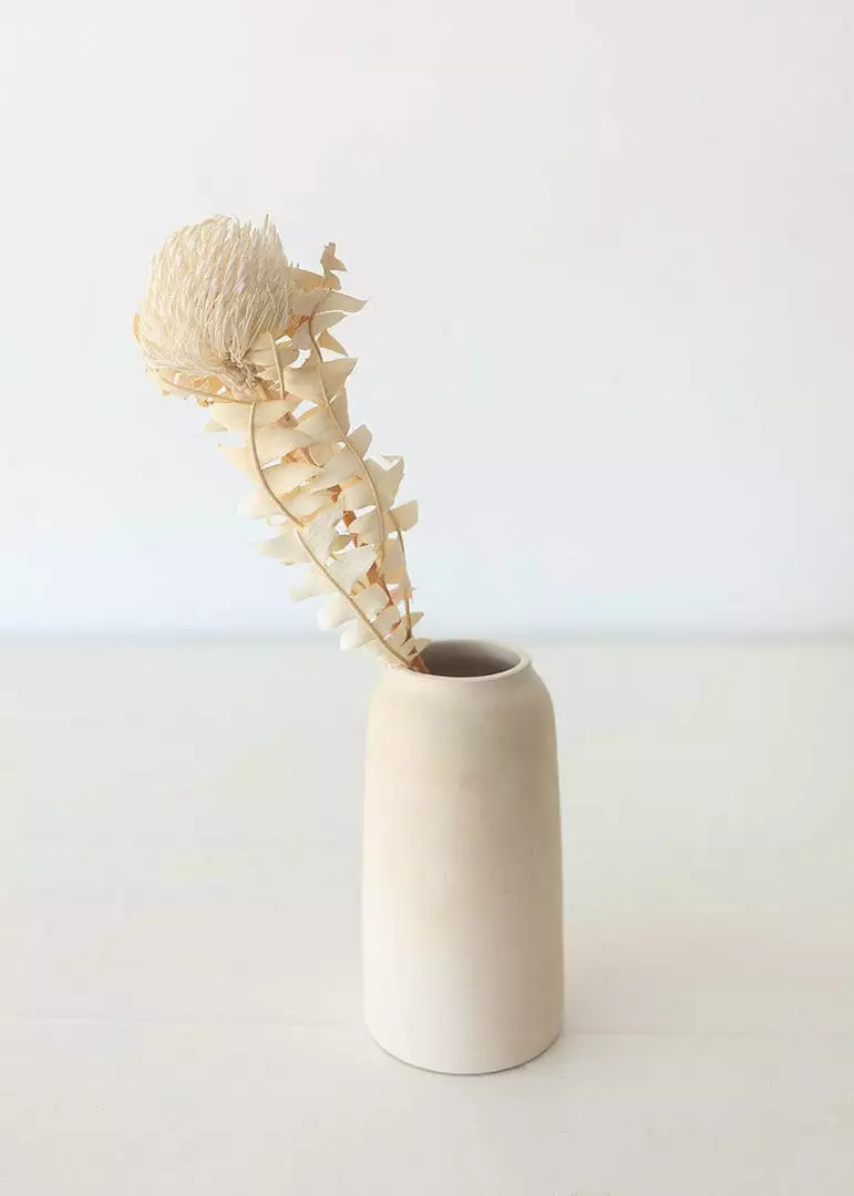 Afloral Single Dried Banksia In Cream - 16-18" Dried Flowers