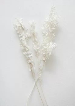 Afloral Bleached Dried Ruscus Leaves - 20-26" Dried Flowers