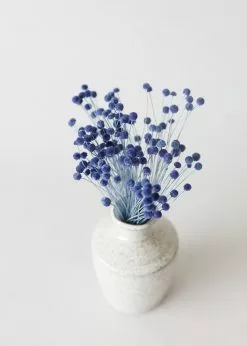 Afloral Petite Blue Dried Floral Buttons - 9-14"