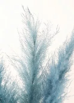 Afloral Dried Flowers Bundle Of 3 Blue Dried Pampas Grass - 40-48