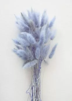 Afloral Light Blue Dried Bunny Tails - 18-28" Dried Flowers