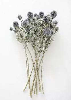 Afloral Dried Flowers Blue Dried Echinops Globe Thistles - 16-22
